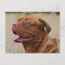Search for bordeaux postcards Dogs