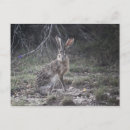 Search for jack rabbit Hare