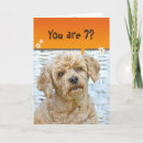 Search for poodle birthday cards Animal