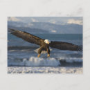 Search for flying eagle postcards Flight