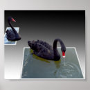 Search for swimming swan posters Swans