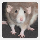 Search for rats stickers Fancy