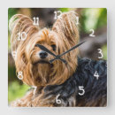 Search for yorkshire terrier art Pet
