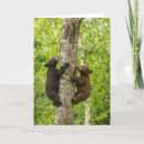 Search for black bear cards Forest