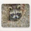 Search for raccoon mousepads Wildlife