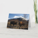 Search for bison cards Wild