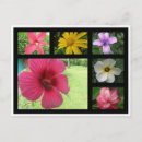 Search for lila postcards Flores