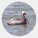 Search for brown pelican stickers Animal