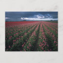Search for bright red postcards Colourful