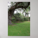 Search for oak tree posters Moss