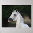 Search for andalucian Horse