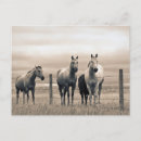Search for barbed postcards Ranch