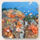 Search for structures coasters Animal