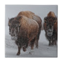Search for three animals tiles Outdoors