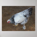 Search for brahma posters Chicken