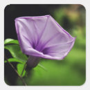 Search for purple background stickers Violet