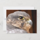 Search for bird of prey cards Peregrine falcon