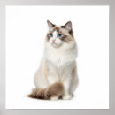 Search for ragdoll cat art Pet