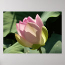 Search for lotus flower posters Waterlily