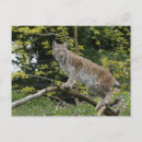Search for lynxes postcards Bobcat