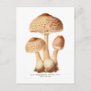 Search for vintage mushrooms postcards Botany