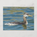 Search for juvenile postcards Nature photography