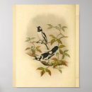 Search for black and white antique bird posters Tree