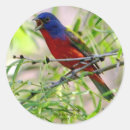 Search for painted bunting stickers Birds