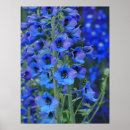 Search for delphinium art Flowers