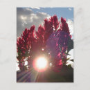 Search for flaming postcards Bright