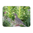 Search for mourning magnets Nature