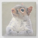 Search for squirrel coasters Rodent