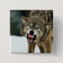 Search for grey wolf badges Nature