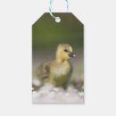 Search for goslings Animal