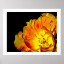 Search for orange tulip posters Home