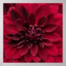 Search for dahlia flower posters Garden