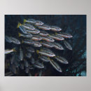 Search for snapper posters Underwater