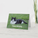 Search for pretty cat birthday cards Feline