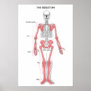 Search for human skeleton posters Skeletal