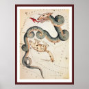 Search for ursa minor posters Dragon