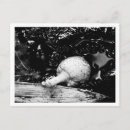 Search for protector postcards Water