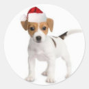 Search for jack russell terrier puppy stickers Animal