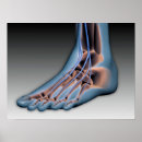 Search for ankles posters Feet