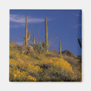 Search for pipe organ magnets Arid