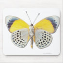 Search for cute butterfly mousepads Photography