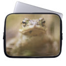 Search for toad cases Wildlife