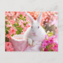 Search for cute easter bunny postcards Nature