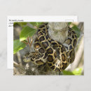 Search for pythons postcards Reptile