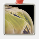 Search for muscles of the face posters Medical