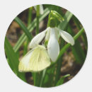 Search for snowdrops stickers Flower